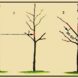 Kako posaditi krušku